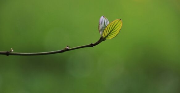 Prélude au printemps : vers un renouveau et une harmonie intérieure